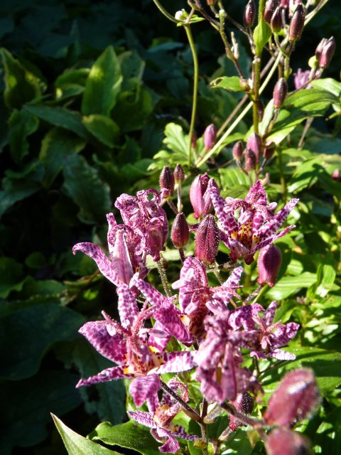 Tricyrtis formosana fleur